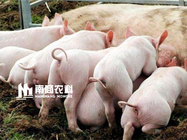 想提高仔豬出欄率？工廠(chǎng)化豬場(chǎng)這樣做