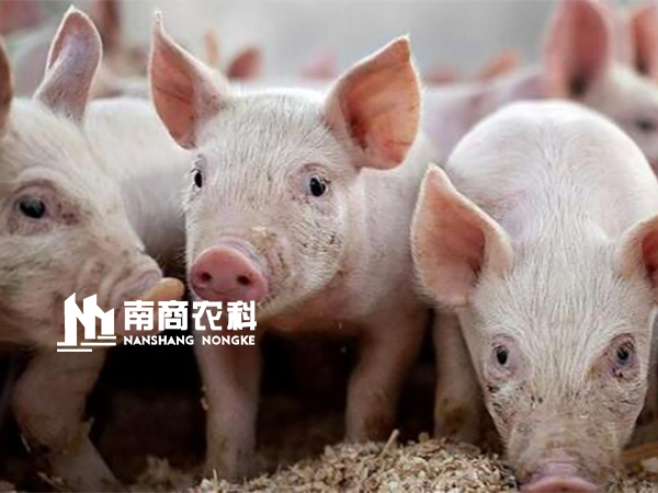 行情小幅回彈轉暖，風口上“搖搖欲墜”的豬價，是否能再次起飛，重現(xiàn)輝煌？