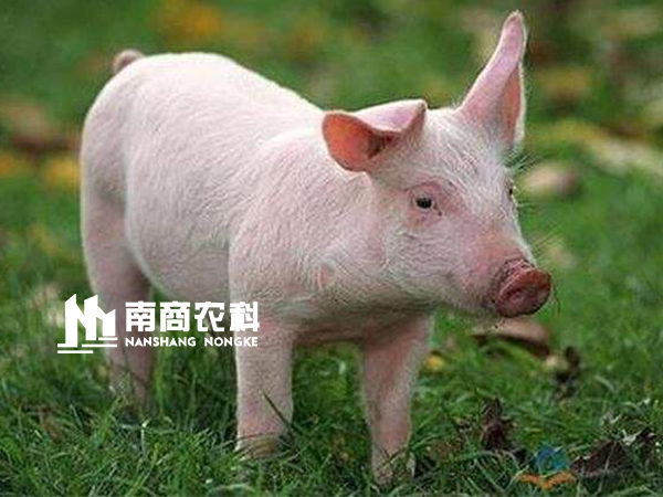 現(xiàn)代規(guī)模化豬場(chǎng)設(shè)計(jì)與管理，場(chǎng)長(zhǎng)必修課！