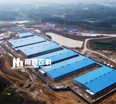 南商農(nóng)科：湖南岳陽規(guī)模2400頭母豬場