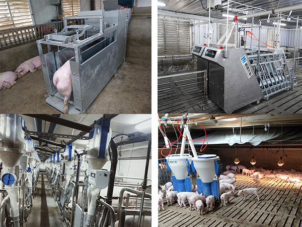 全自動(dòng)化養(yǎng)豬設(shè)備生產(chǎn)廠家