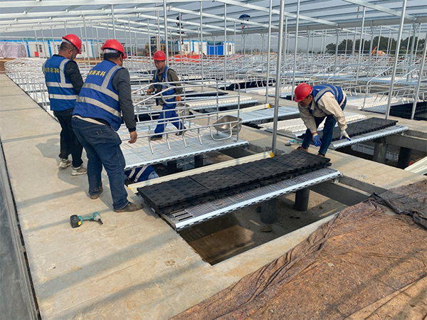 建一個養(yǎng)豬場大概需要多少錢