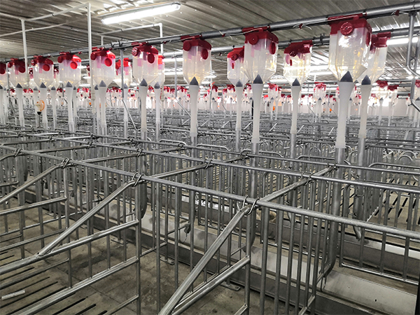 養(yǎng)豬場全自動飼喂料線設(shè)計有哪些？效益如何？