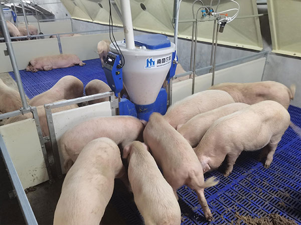 養(yǎng)豬場精準(zhǔn)飼喂真的節(jié)約飼料嗎？