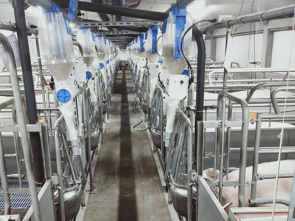 母豬的批次化生產(chǎn)真能有效提高豬場效益嗎？