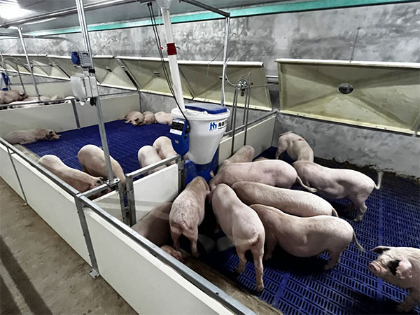 智能養(yǎng)豬設備助力秋季養(yǎng)豬疾病防控
