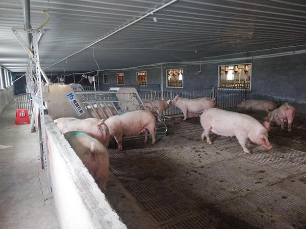 母豬小群養(yǎng)電子飼喂站怎么在國內外實踐