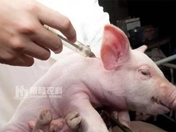 秋冬季養(yǎng)豬口蹄疫怎么做預(yù)防效果最好？