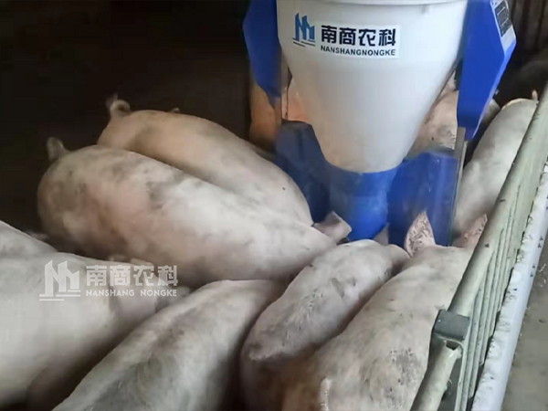傳統(tǒng)料槽VS智能粥料器，養(yǎng)豬效益能否”彎道超車“？