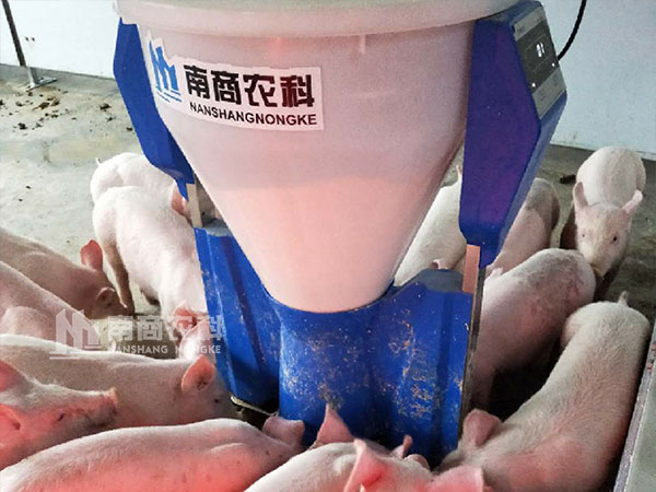 喂豬用智能粥料器怎么樣？