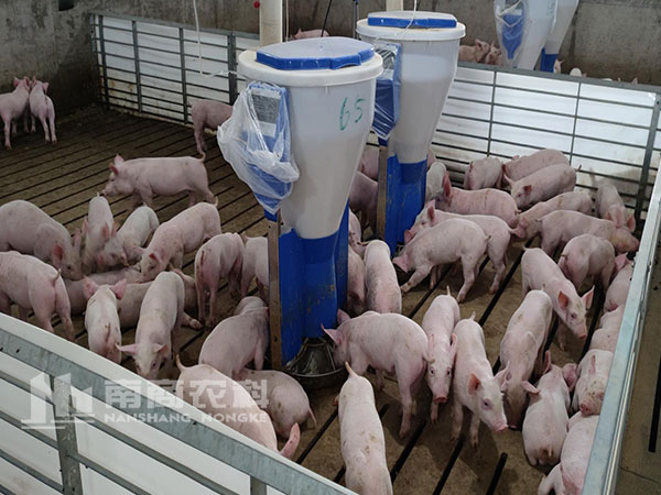 飼料暴漲,小智倌智能粥料器給養(yǎng)殖戶帶來新希望