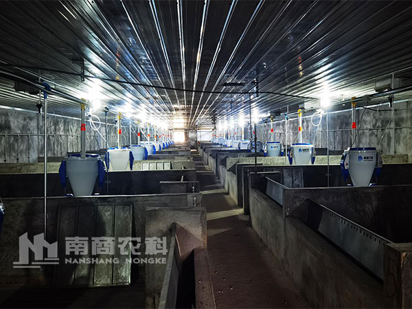 飼喂方案怎么定，養(yǎng)豬高效又節(jié)??？