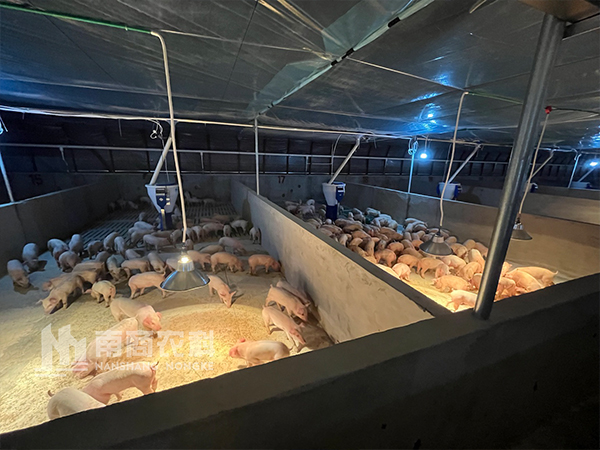 為什么國(guó)外規(guī)?；i場(chǎng)大多用粥料喂豬？