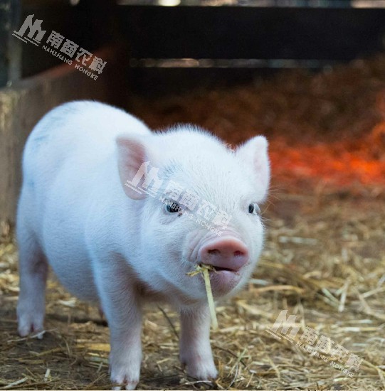 小智倌-智能粥料器，幫助仔豬安全度過(guò)斷奶關(guān)！