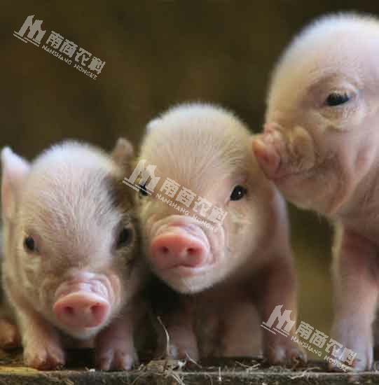 如何讓仔豬贏在起跑線？