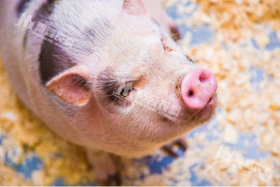 中外養(yǎng)豬對比，國內(nèi)養(yǎng)豬的優(yōu)化空間在哪里？