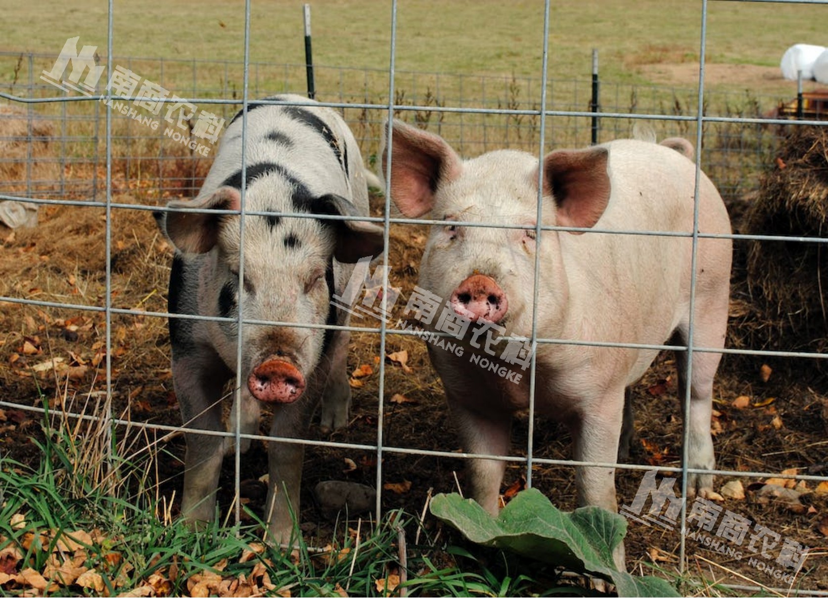 養(yǎng)豬生喂還是熟喂？干料還是濕料好？