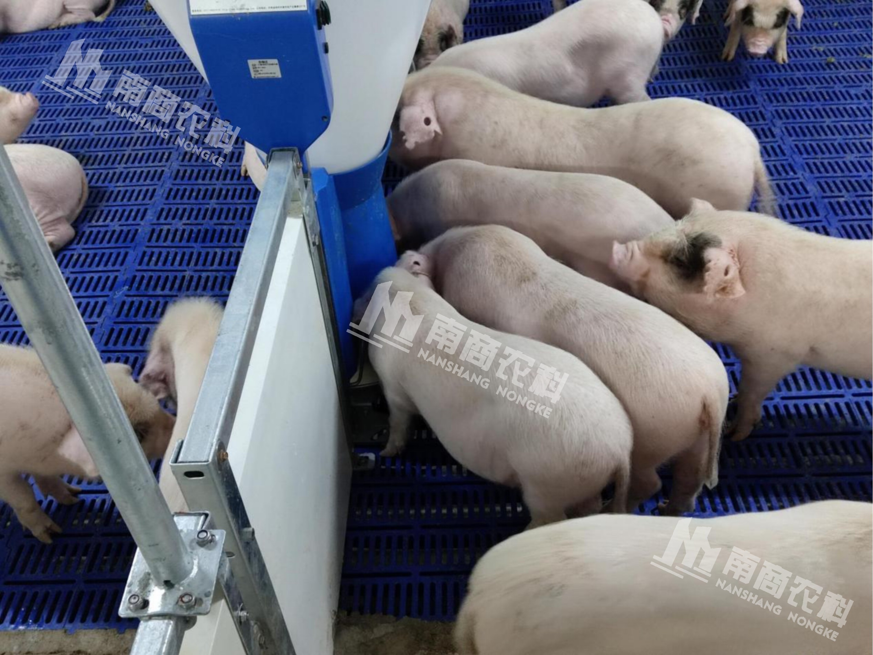 仔豬愛生病，怎么解決？