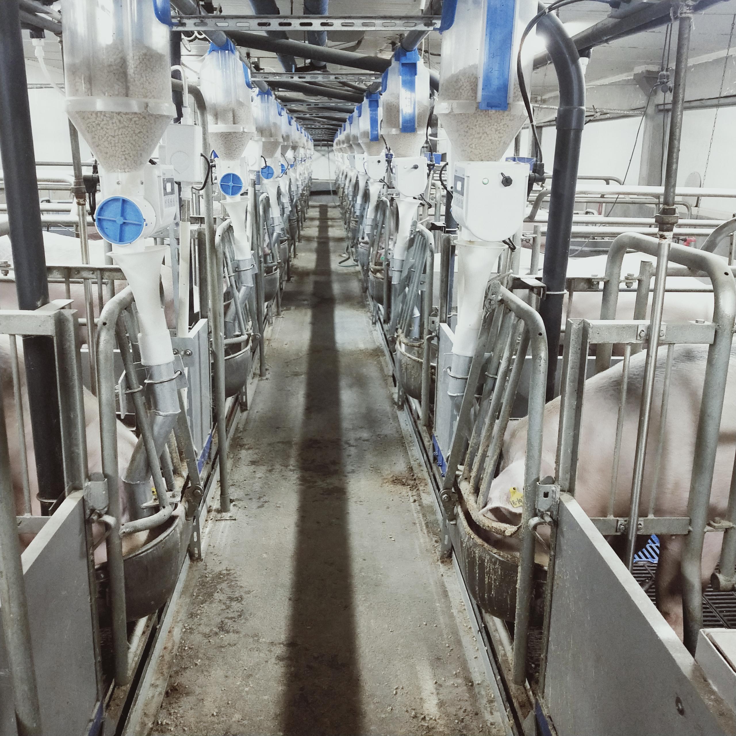 初生差一兩，斷奶差一斤，如何提高斷奶仔豬初生重？