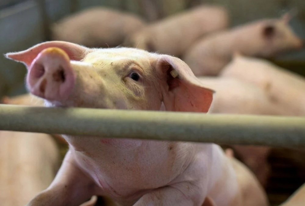 弱豬調(diào)理為什么一定要選用粥料飼喂？