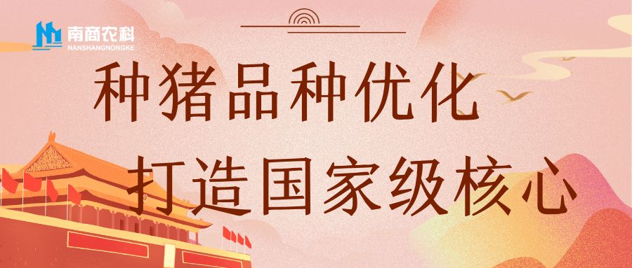 打造國家級(jí)核心種豬：從品種優(yōu)化出發(fā)