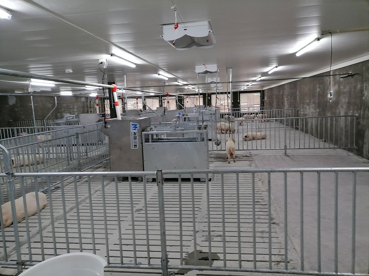 種豬測(cè)定站