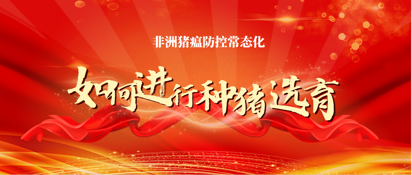 非洲豬瘟防控常態(tài)化下如何進(jìn)行種豬選育？這幾點(diǎn)很重要