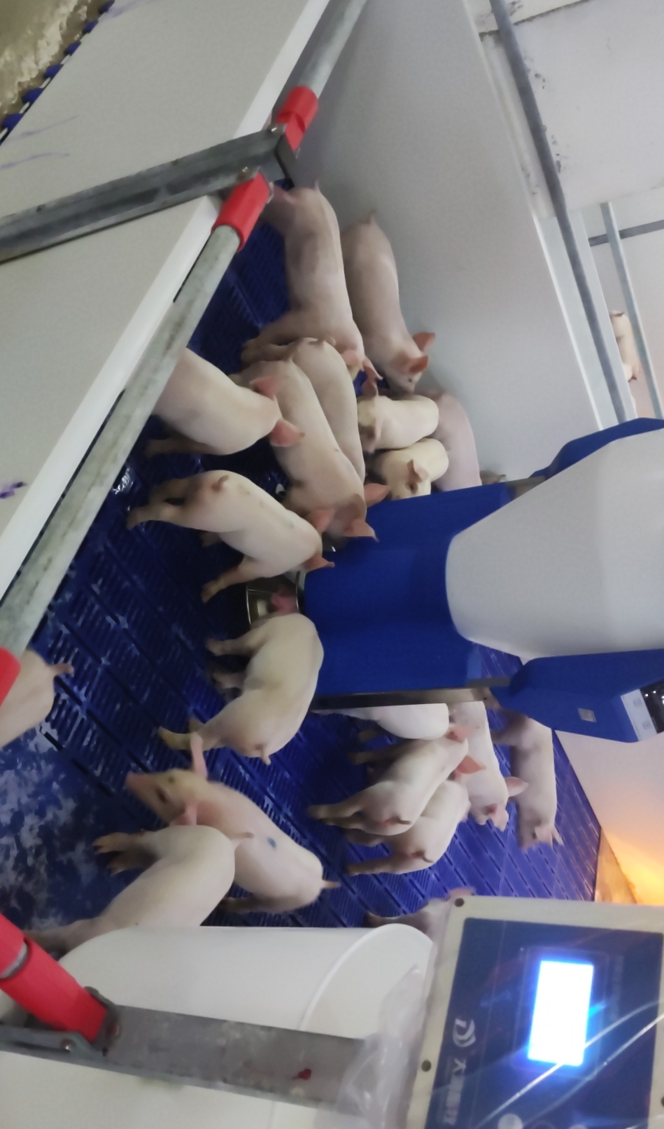 豬用粥料器：讓豬崽成長更健康、更快速