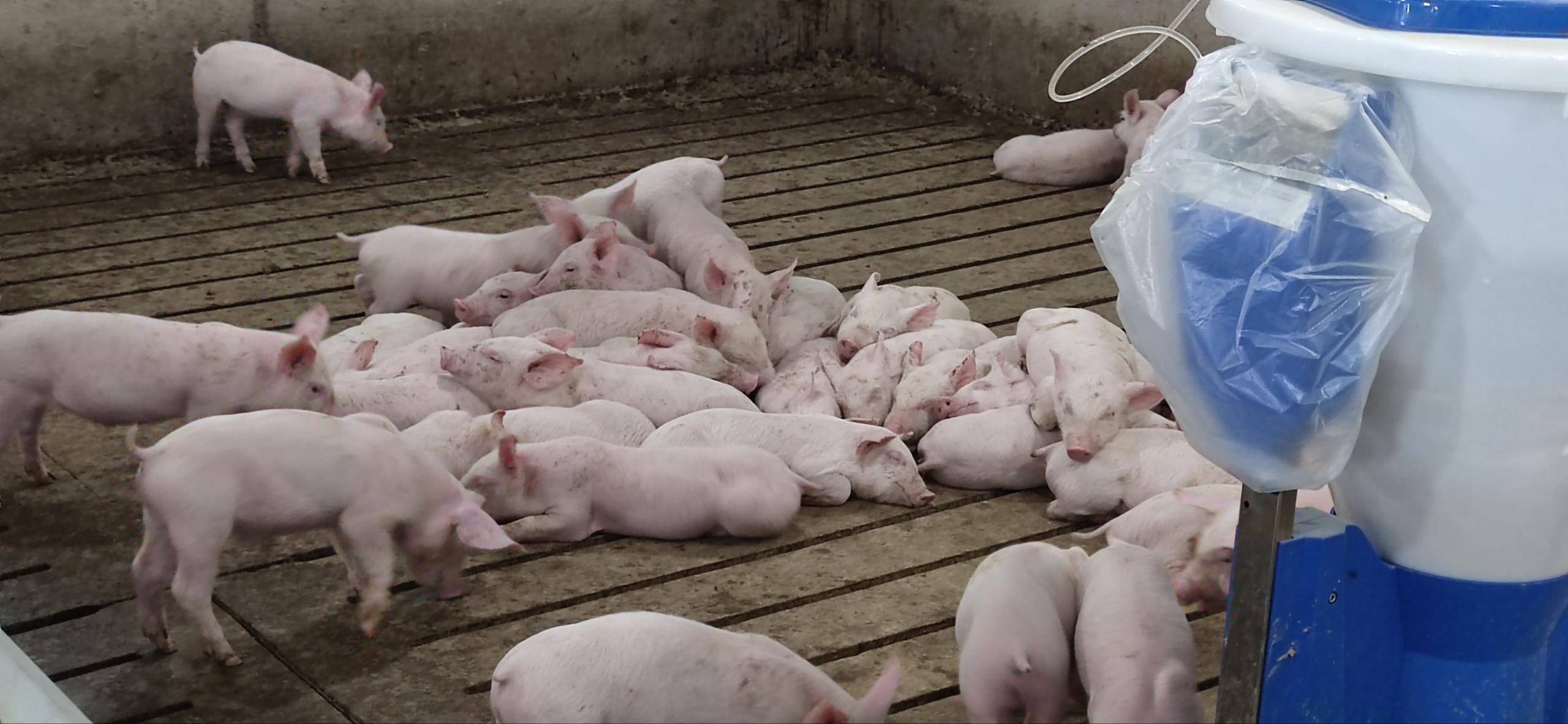 精準環(huán)控，把控豬舍，把控未來