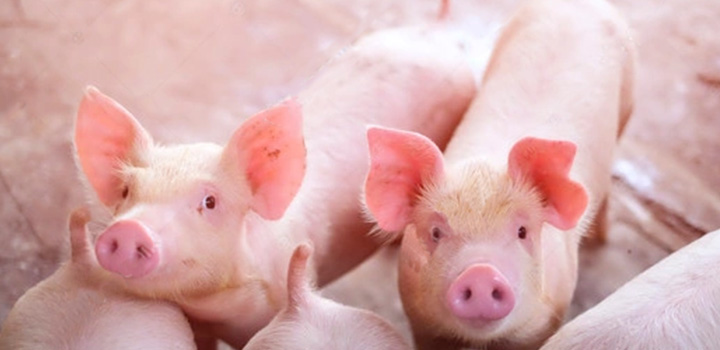 建豬場(chǎng)引設(shè)備您是否還在擔(dān)心以下問題